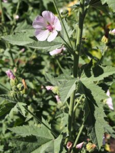 Althaea armeniaca