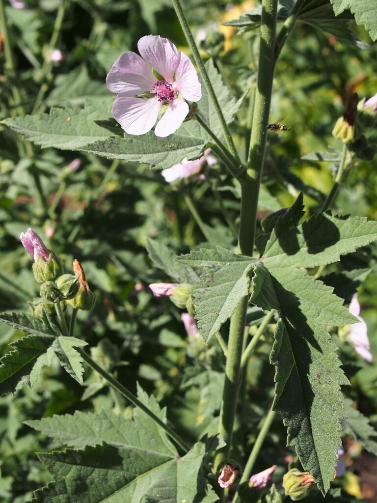 Althaea armeniaca