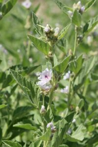 Althaea officinalis