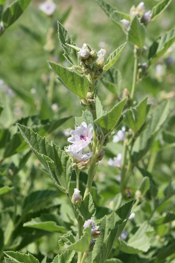 Althaea officinalis