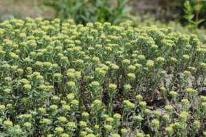 Alyssum alyssoides