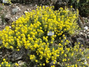 Alyssum cuneifolium