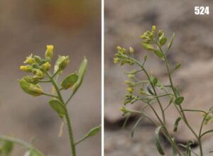 Alyssum turkestanicum
