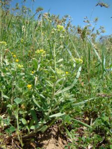 Alyssum hirsutum