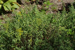 Alyssum lenense