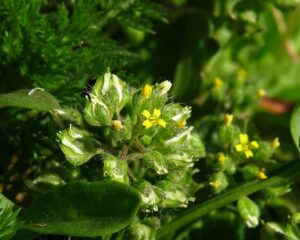 Alyssum minutum