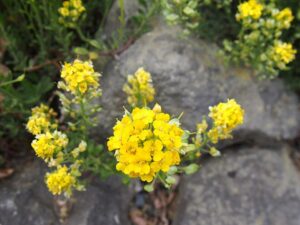 Alyssum repens