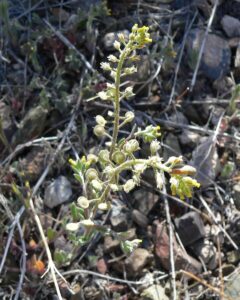 Alyssum simplex