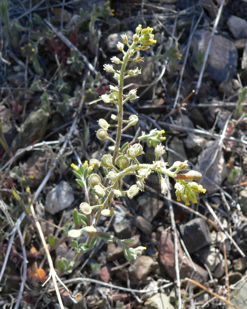 Alyssum simplex