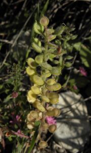 Alyssum strigosum