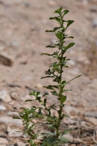 Amaranthus albus