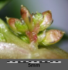 Amaranthus emarginatus