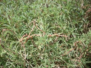 Amaranthus muricatus