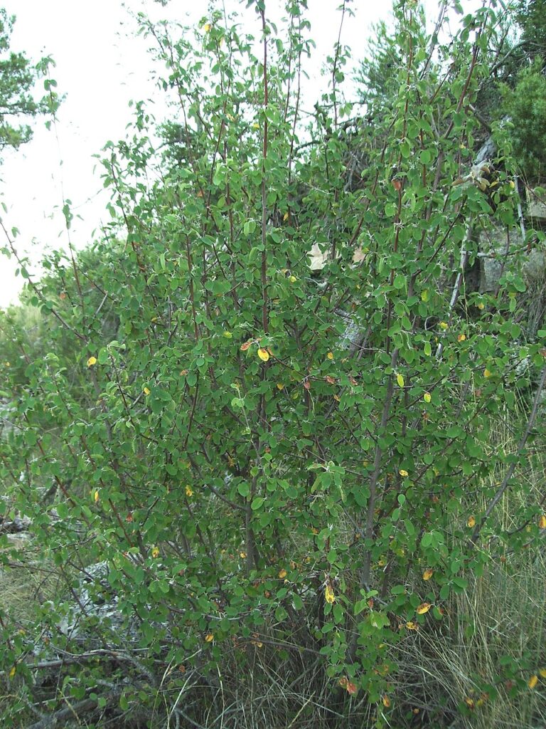 Amelanchier ovalis