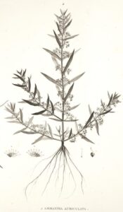 Ammannia auriculata