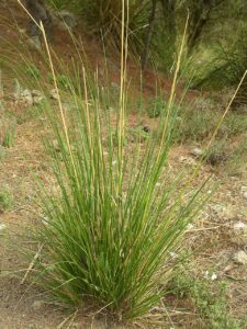 Ampelodesmos mauritanicus