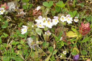 Euphrasia vigursii
