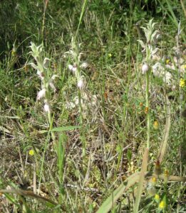 Anacamptis sancta