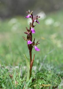 Anacamptis collina