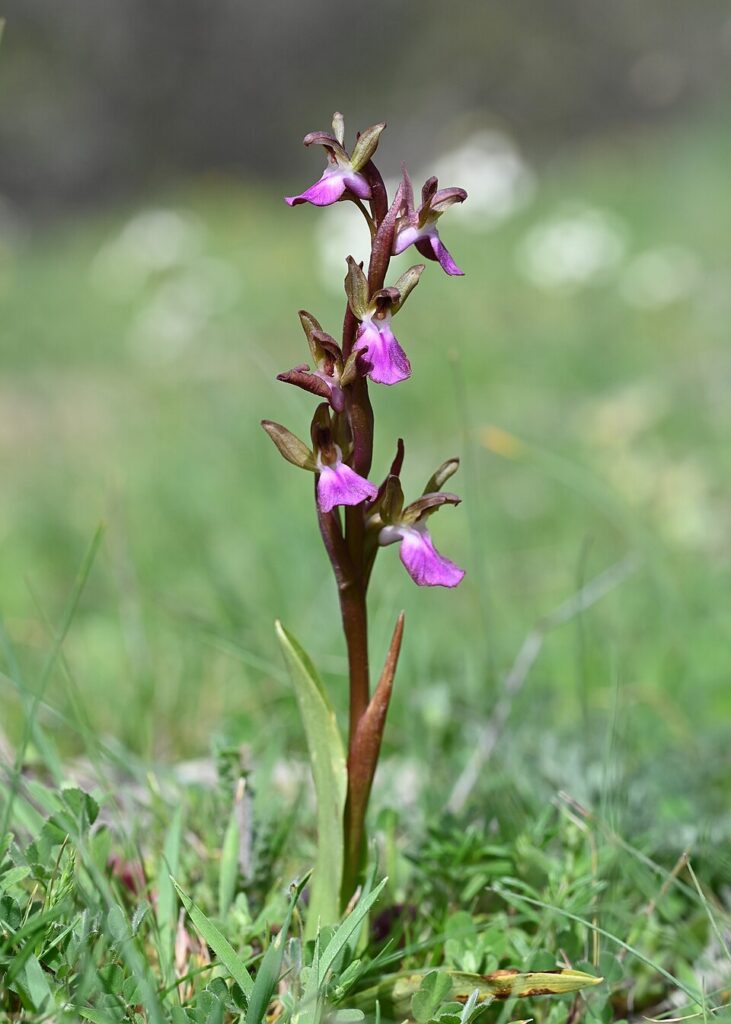 Anacamptis collina