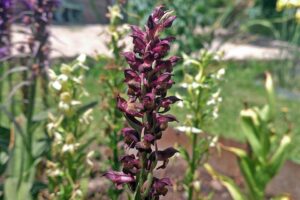 Anacamptis coriophora