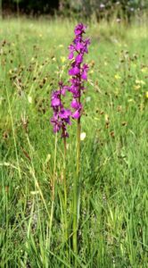 Anacamptis laxiflora subsp. laxiflora