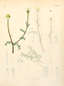 Anthemis pedunculata