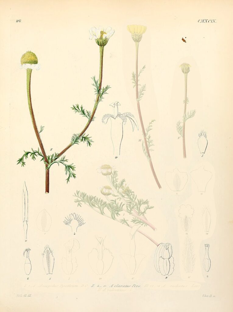 Anthemis pedunculata
