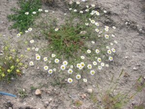 Anacyclus clavatus