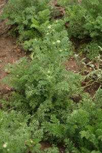 Anacyclus radiatus