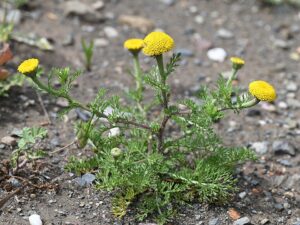Anacyclus valentinus