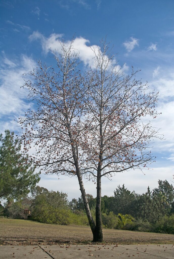 Liquidambar orientalis
