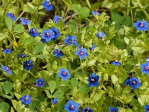 Anagallis arvensis