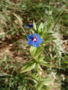 Anagallis crassifolia
