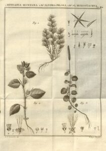 Minuartia montana subsp. montana