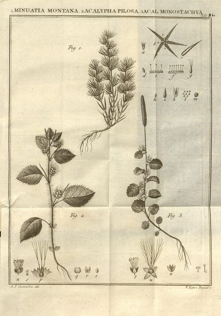 Minuartia montana subsp. montana