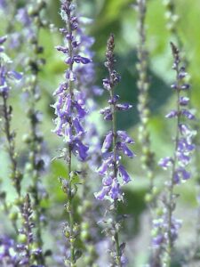 Anarrhinum bellidifolium