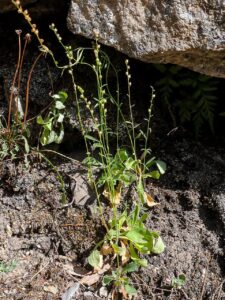 Anarrhinum corsicum