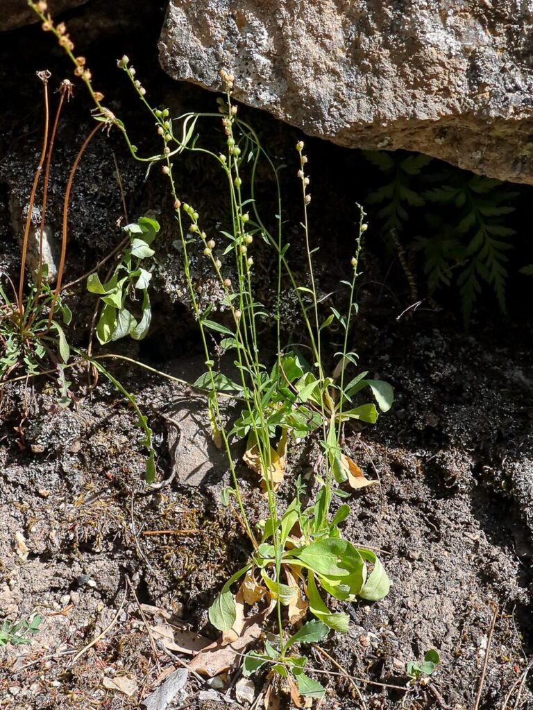 Anarrhinum corsicum