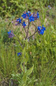 Anchusa azurea