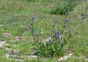 Anchusa calcarea subsp. calcarea
