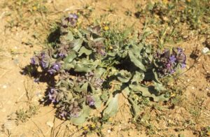 Anchusa hybrida