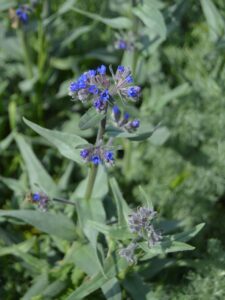 Anchusa leptophylla
