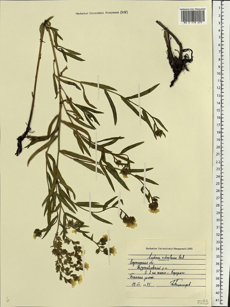 Anchusa ochroleuca