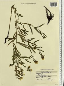 Anchusa ochroleuca