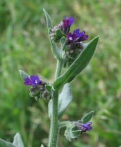 Anchusa procera