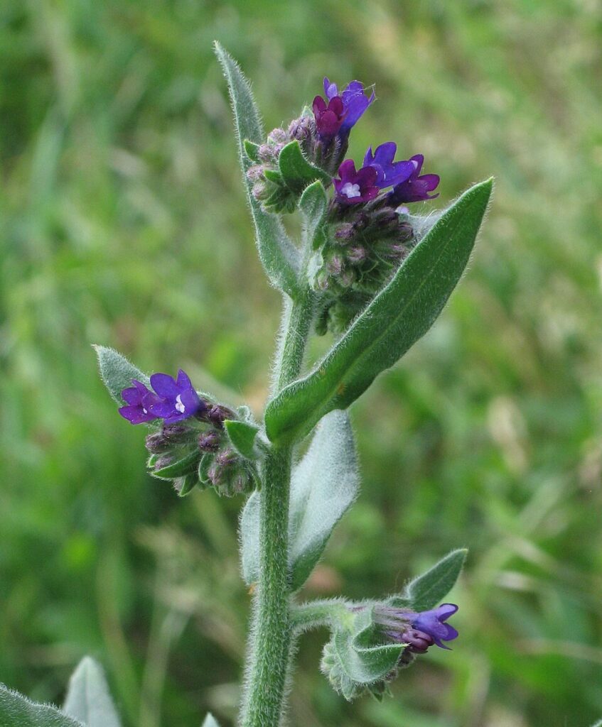 Anchusa procera