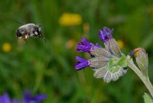 Anchusa undulata