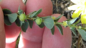 Andrachne telephioides
