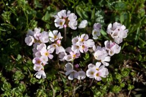 Androsace adfinis